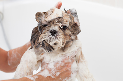 how to get rid of fleas on a shih tzu - shih tzu taking a bath