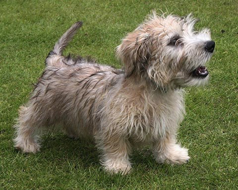 glen of imaal terrier price