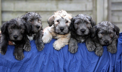 5 glen of imaal terrier puppies for sale on display