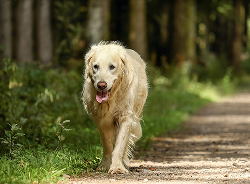 Older dog being able to walk thanks to glucosamine