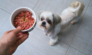 gluten-free dog food - little shih tzu getting fed