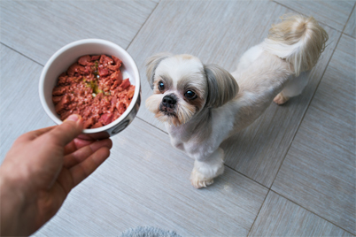 gluten-free dog food - little shih tzu getting fed