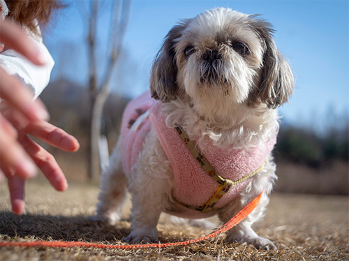 gluten-free dog food