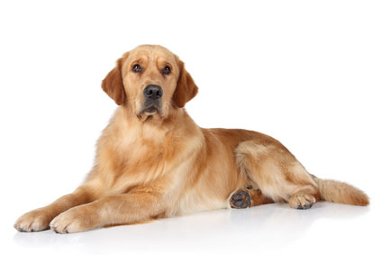 picture of golden retriever - large dog breeds