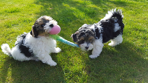 good shih tzu breeders