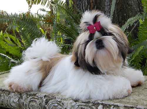 good Shih Tzu hobby breeder