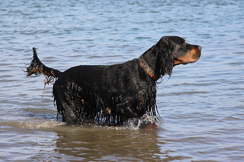 gordon setter origin