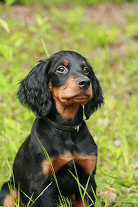 gordon setter puppies