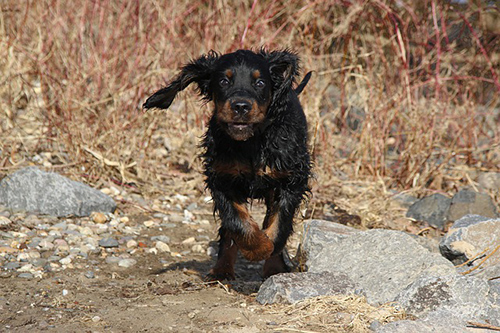 gordon setter temperament