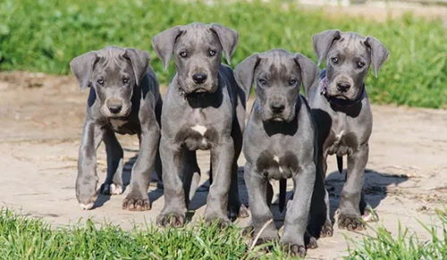4 adorable blue Great Dane puppies standing still for their pictures to be taken