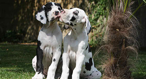 Two tri-colored Great Dane puppies kissing each other