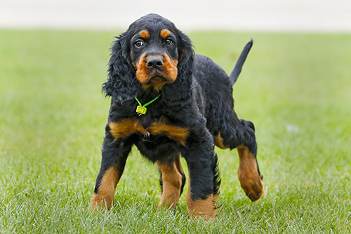 amazing hunting dog gordon setter