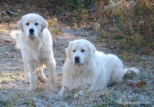 Two great pyrenees dogs hanging out in the outdoors