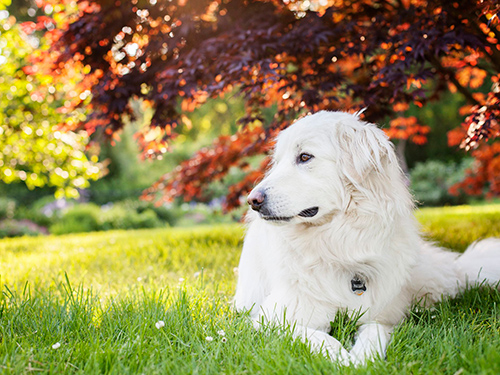 great pyrenees dog taking a little time off on a hot day in the shade