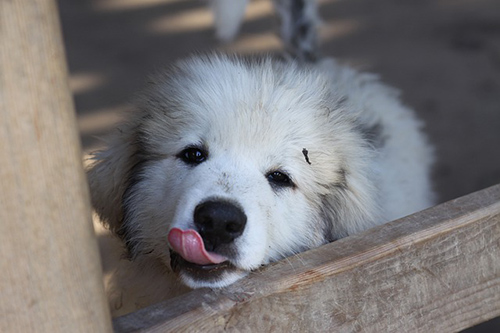 Great Pyrenees temperament