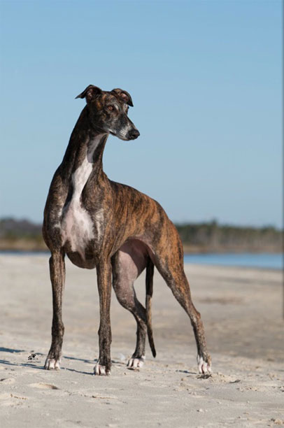 Great looking greyhound