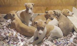 Greyhound puppies cuddling together waiting for mom