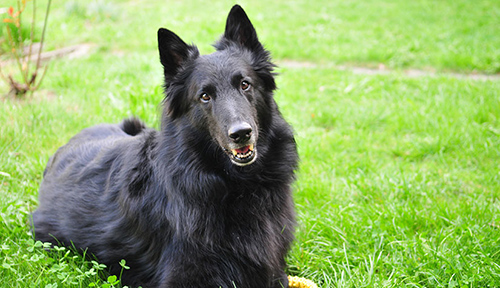 groenendael taking it easy after aa hard days work