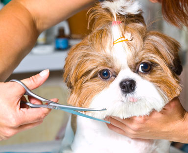 shih tzu puppy cut hairstyle