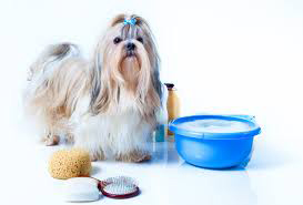 grooming your Shih Tzu