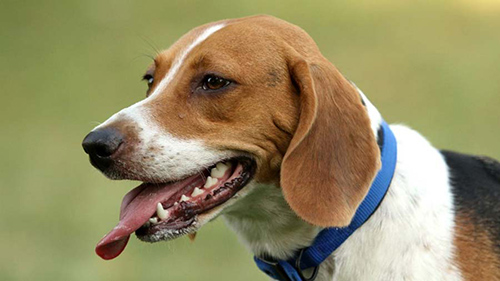 Harrier Hound Friendly Tolerant And Excellent With Children