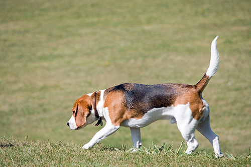 harrier dog weight