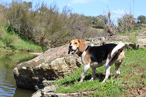 harrier hound dog height