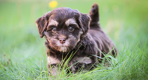 The cutest little Havanese puppy running in the grass
