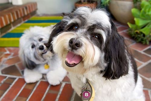 Havanese dogs posing for a picture.