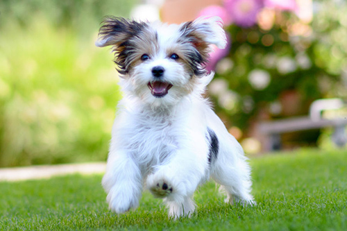 Havanese dog running and having fun