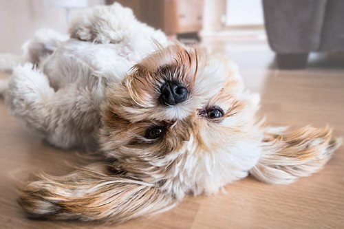 healthy and happy shih tzu