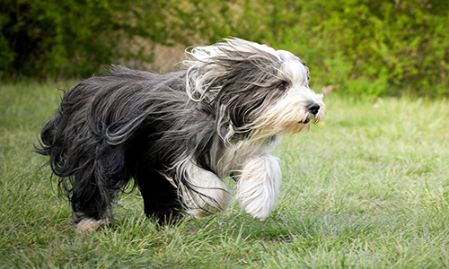 Beautiful Bearded Collie running with its long luxurious hair blowing in the wind