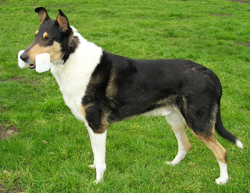 Smooth Collie being patient for its picture with a toy bone in its mouth