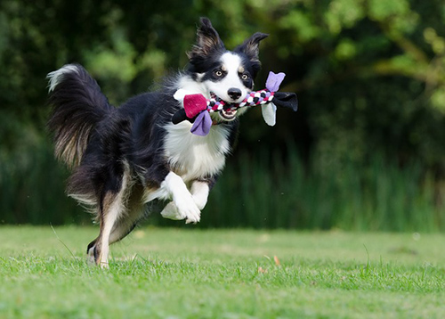 herding dogs are Energetic and playful like Border Collie that is running on a grass field with a toy in its mouth