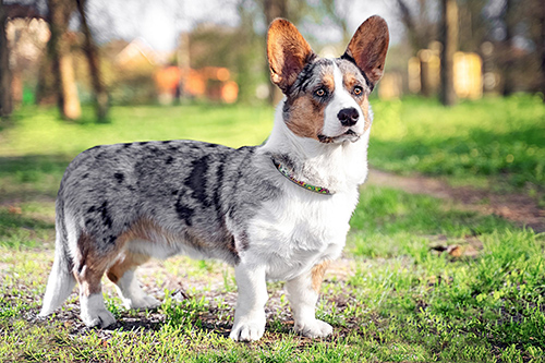 Handsome cardigan welsh corgi standing and looking alert