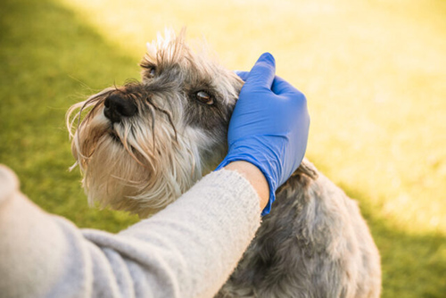 home remedies for fleas on dogs