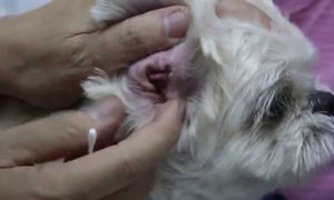 Shih Tzu ear infection getting treated by a vet