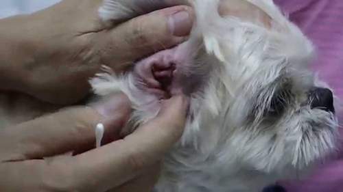Shih Tzu ear infection getting treated by a vet