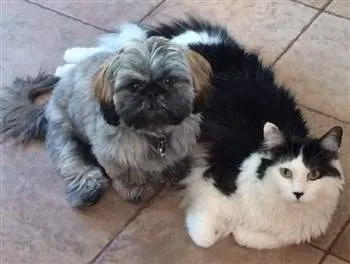 household shih tzu