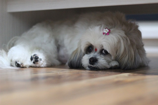 household shitzu - shih tzu hanging under the couch