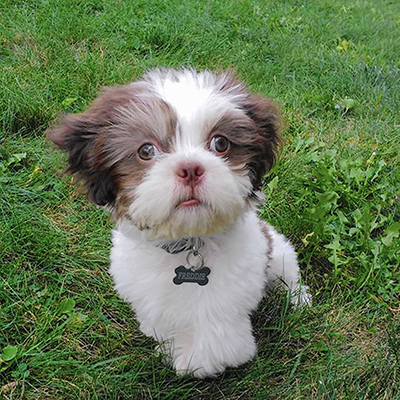 Shih Tzu sitting on the grass looking attentive