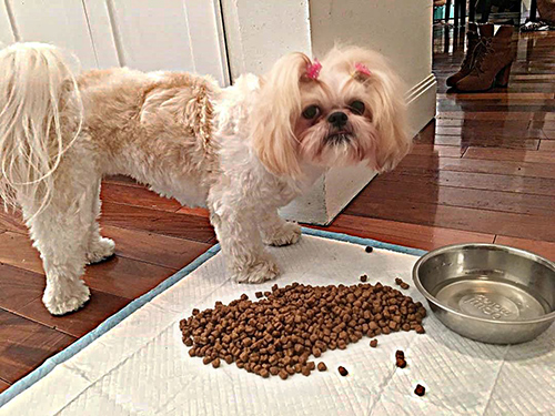 how long can a shih tzu go without eating