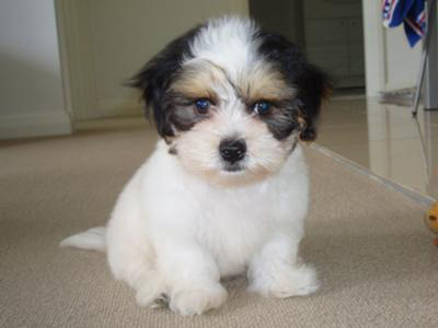 tri-color cute shih tzu sitting on the floor looking for attention