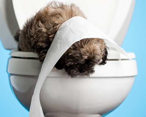 Little brown dog on the top of a toilet looking down with toilet paper on its head