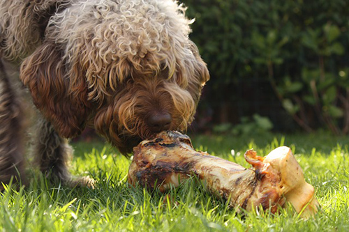 how long should a puppy eat puppy food