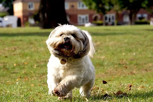 Shih Tzu running happily and freely in the park