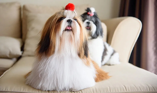 how much activity does a shih tzu need
