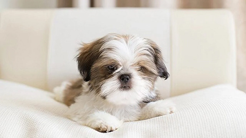 how much does it cost to neuter a shih tzu