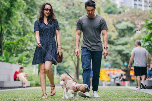 A man and woman walking their Shih Tzu in the park