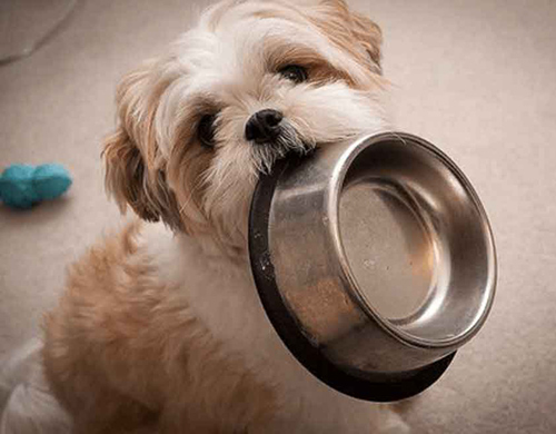 how much food should a shih tzu eat per day